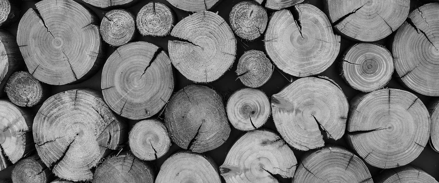 Pc Bomen Referentie Sfeerfoto 2